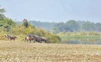 without preparation, police, animal, smuglar