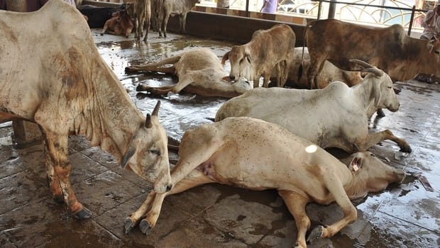 varanasi:26 cattle died of  after eating Jai Gurudev Ashram remaining 