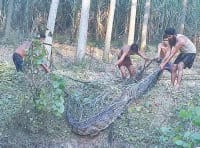 crocodile found, river, kurukshetra