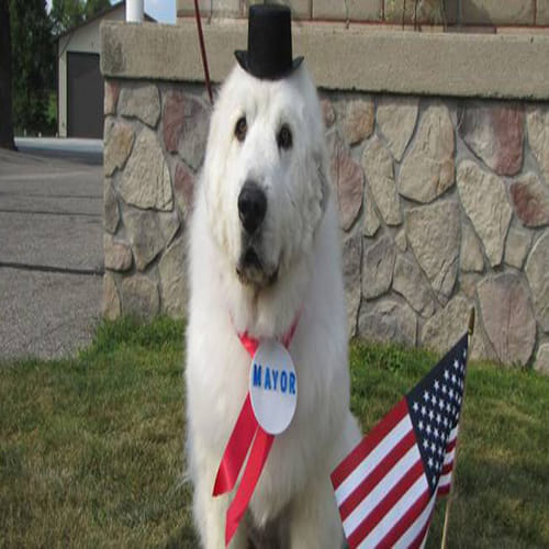 Dog elected mayor in Minnesota town