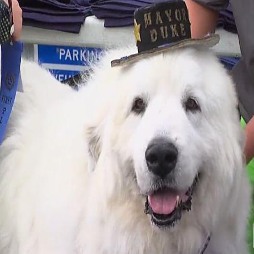 Dog elected mayor in Minnesota town