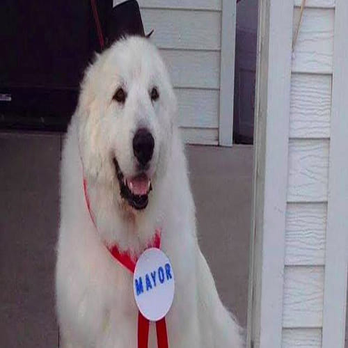 Dog elected mayor in Minnesota town