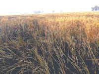 fatehabad, fire in crops, farmars unhappy fatehabad,  harayana