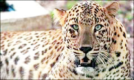 leopard attack on camp of predators child injuries panic in area