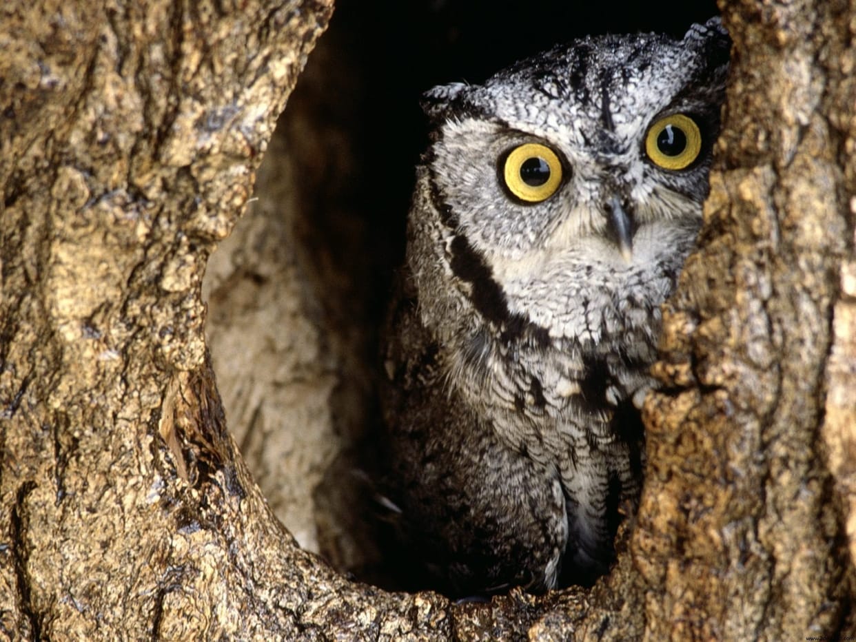 Forest department will stop owl hunting on Diwali