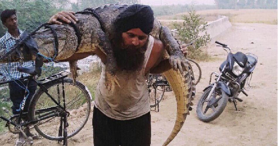 seven feet long and 150 kg crocodile found in kurukshetra of haryana