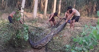 seven feet long and 150 kg crocodile found in kurukshetra of haryana