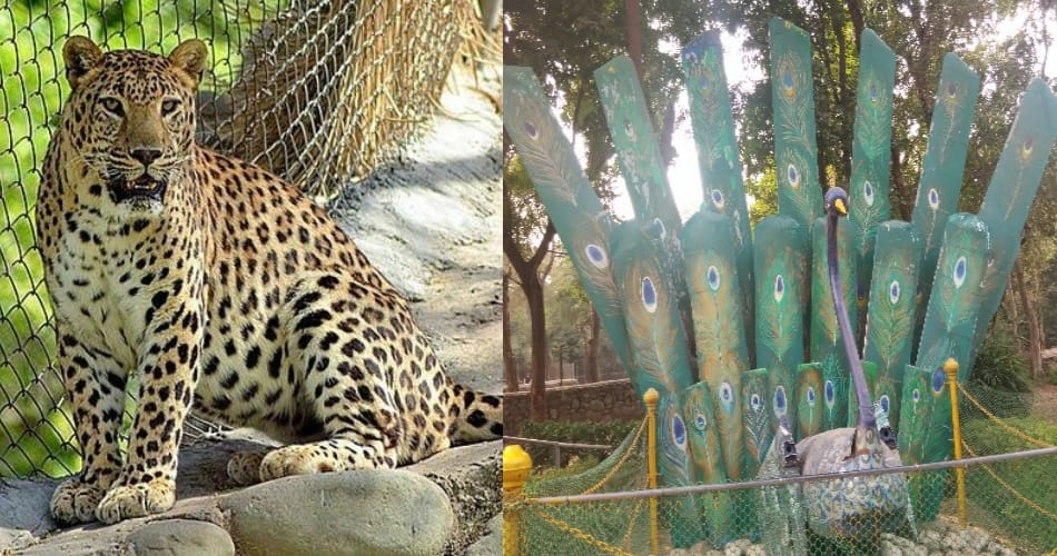 Night lion safari will start in ChattBir Zoo zirakpur punjab 