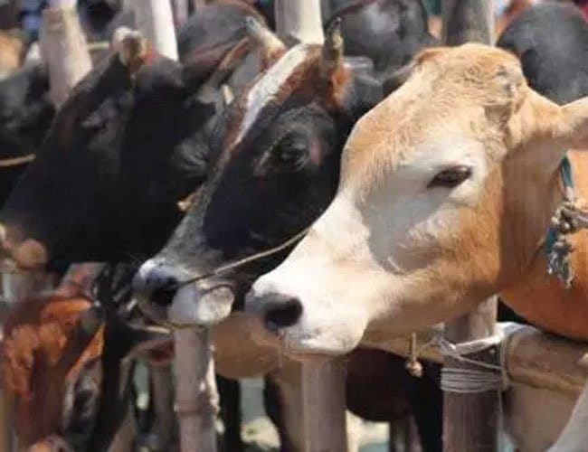 police recover 28 cows