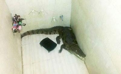 Gujrat: crocodile in bathroom