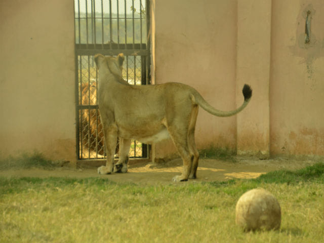 lioness grishma condition improve at etawah
