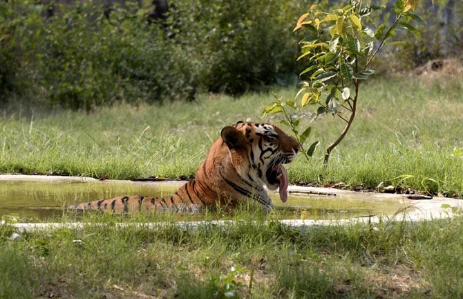 karwa chauth special, wild animals of chhatbir zoo also live on fasting on the day