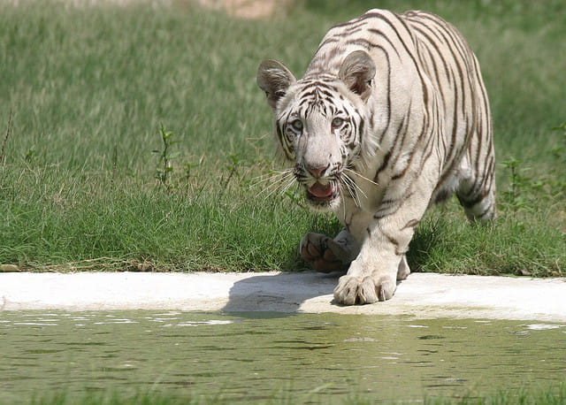 karwa chauth special, wild animals of chhatbir zoo also live on fasting on the day