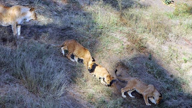 karwa chauth special, wild animals of chhatbir zoo also live on fasting on the day