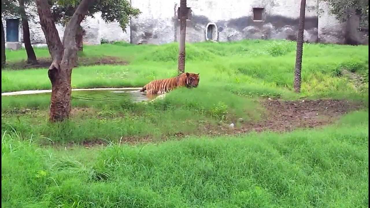 Animals Life in ChhatBir Zoo Zirakpur
