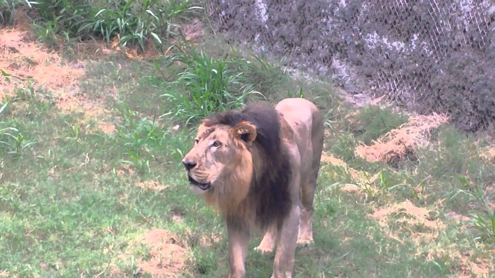 Animals Life in ChhatBir Zoo Zirakpur