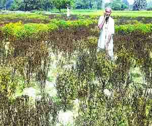 Marigold crop burnt from wrong drug , loss of a million