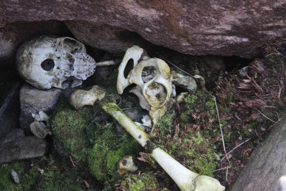 Sensation in human bone jungle