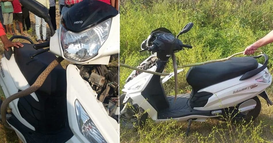 three feet long snake entered in scooty in pathankot