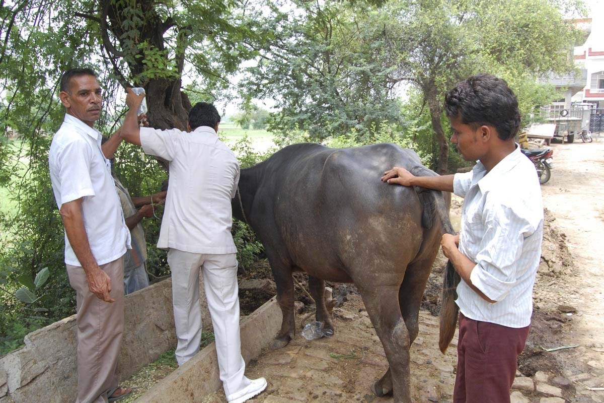 mobile vatnery van for animals treatment