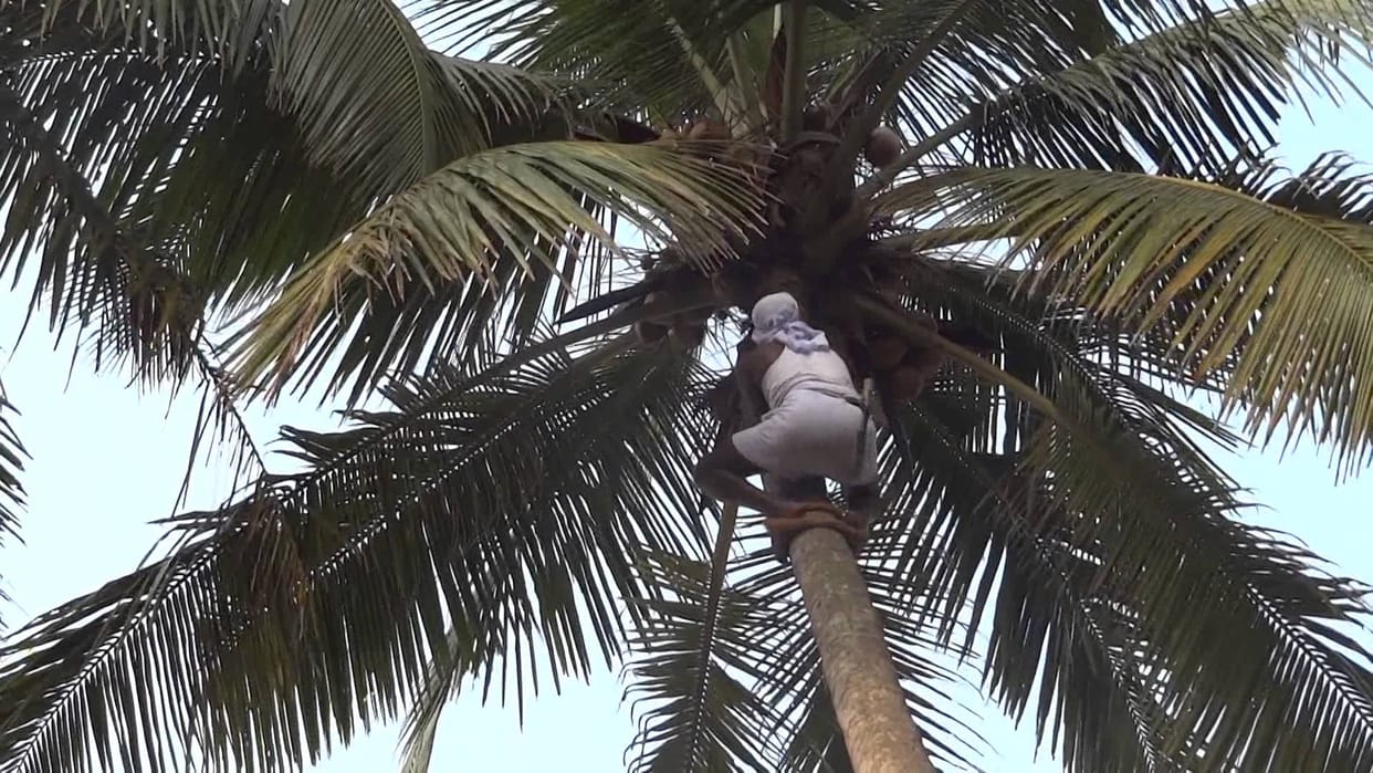 coconut cover helping to save greenery of aravalli range