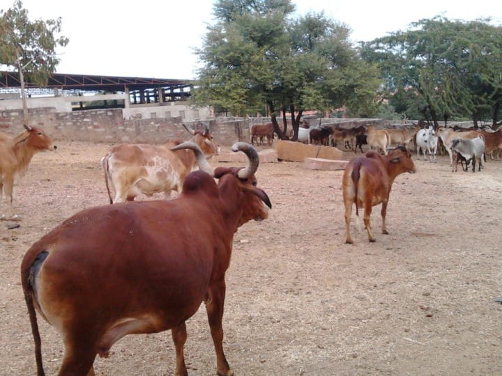 dairy committee quarrel at kanpur