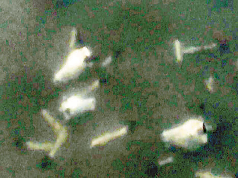 dozen of cow head and foot found hardoi