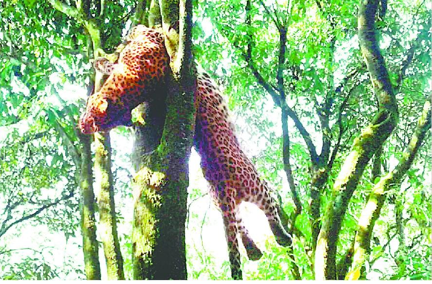 The leopard's body was found hanging from a tree in the forest Mirthy