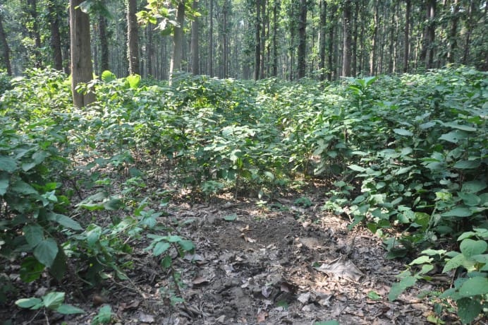 DFO take action to cut trees in kushumhi jungle