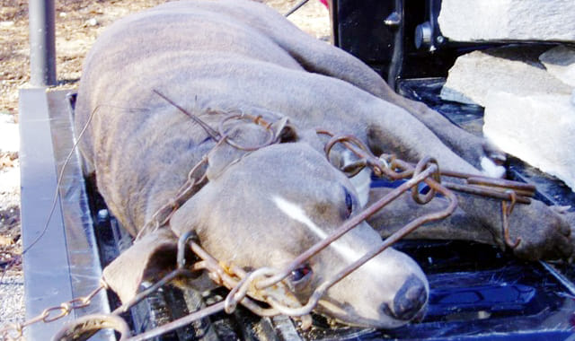 Killed dog owner castigate