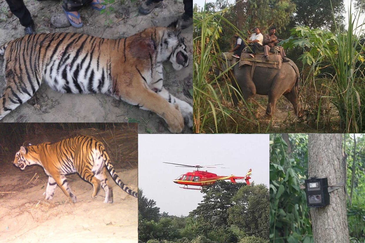 man eater tigress hunted in ramnagar.