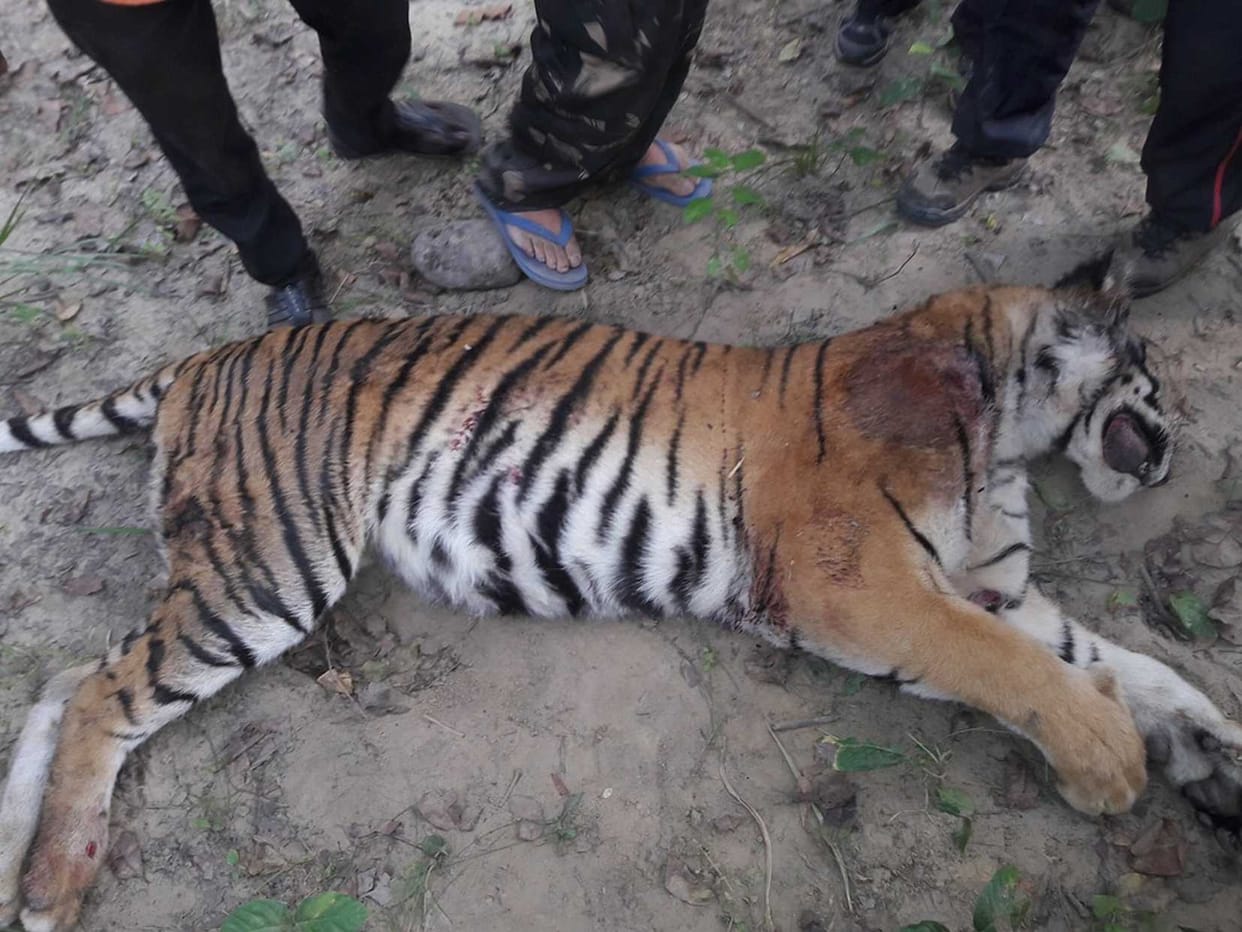 Tiger's deadbody found on the edge of train track in Madhya Pradesh