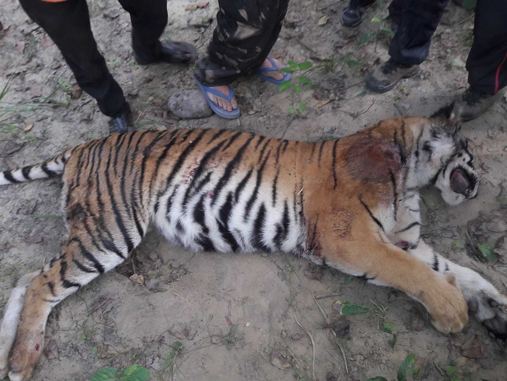 man eater tigress hunted in ramnagar.