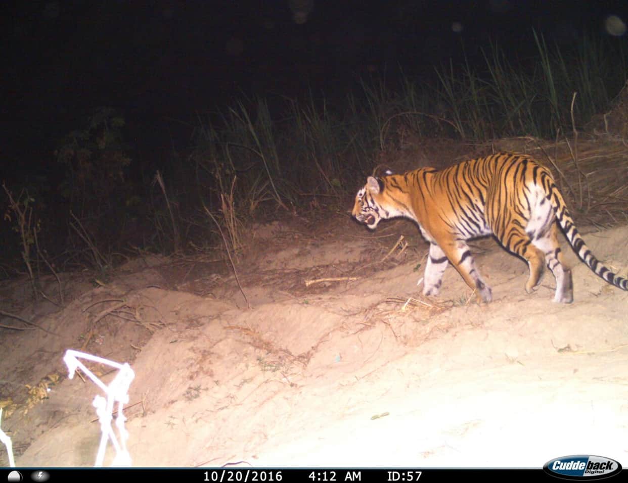 maneater tigress terror ends