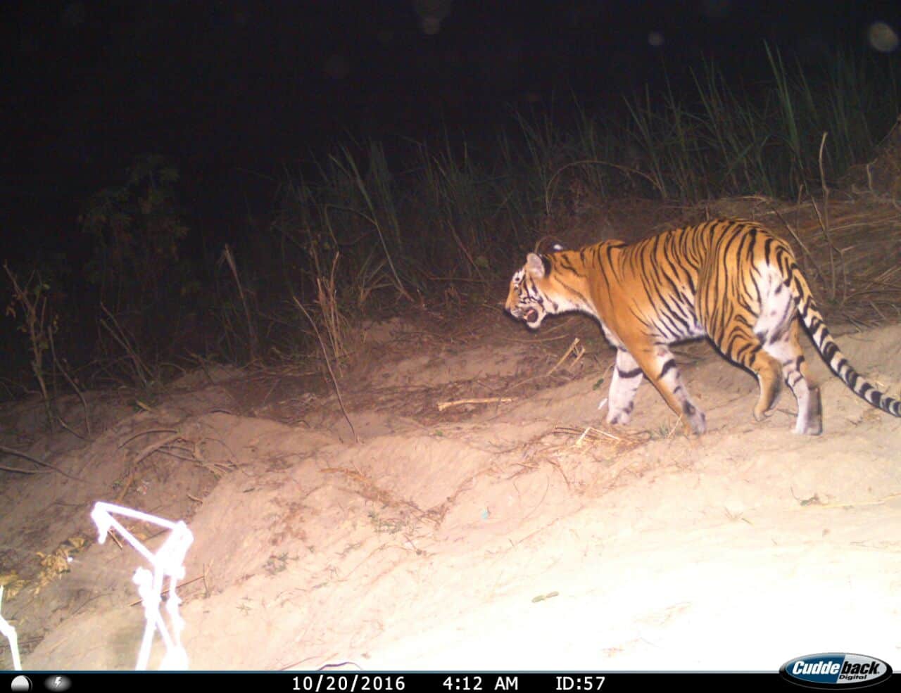 rajaji tiger reserve lonely tigress searching king