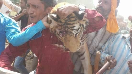 most wanted maneater tigress killed
