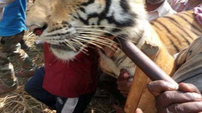 most wanted maneater tigress killed