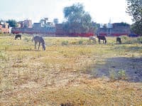 park, delay, jind