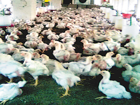 Bird flu in Delhi, knock, city alert