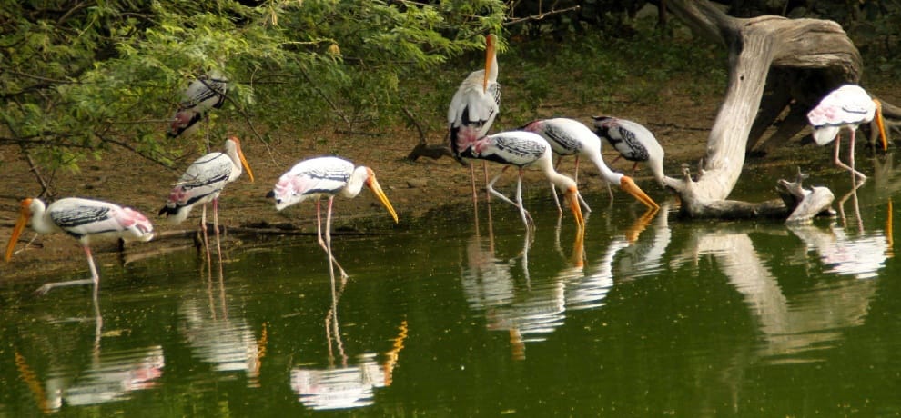 national bird sanctuary closed for seven days in gurgaon
