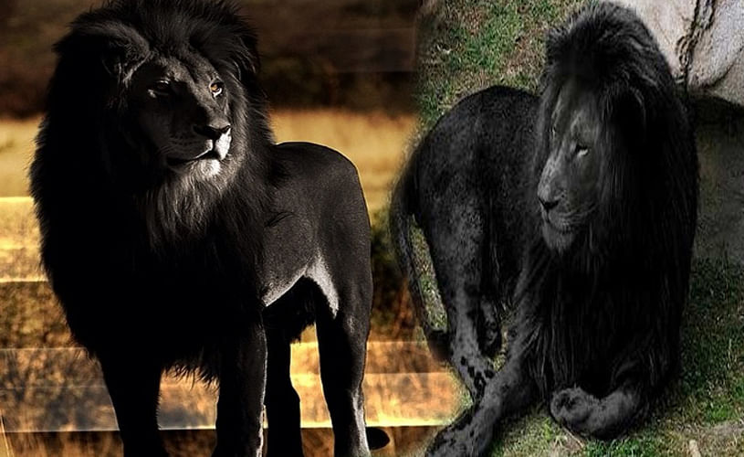 Черны лев 5. Черный Капский Лев. Бывают черные львы. Черный Лев и львица. Лев черный белый.