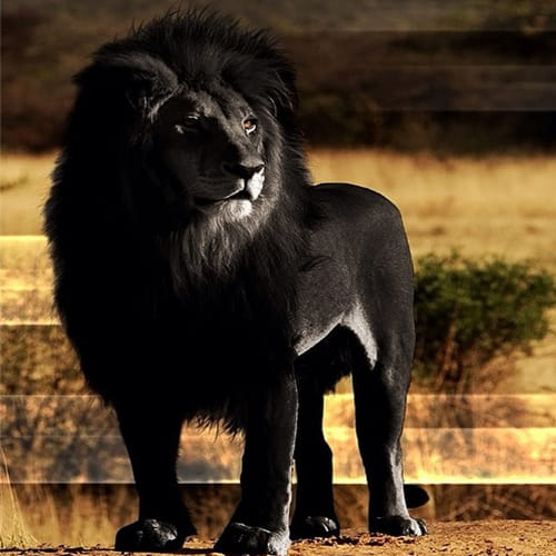  black lion have been rumored from all around the globe