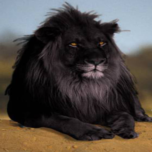  black lion have been rumored from all around the globe