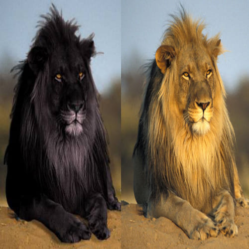  black lion have been rumored from all around the globe