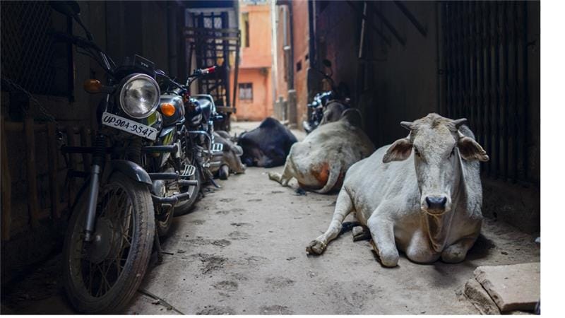 banned meat for home delivery here
