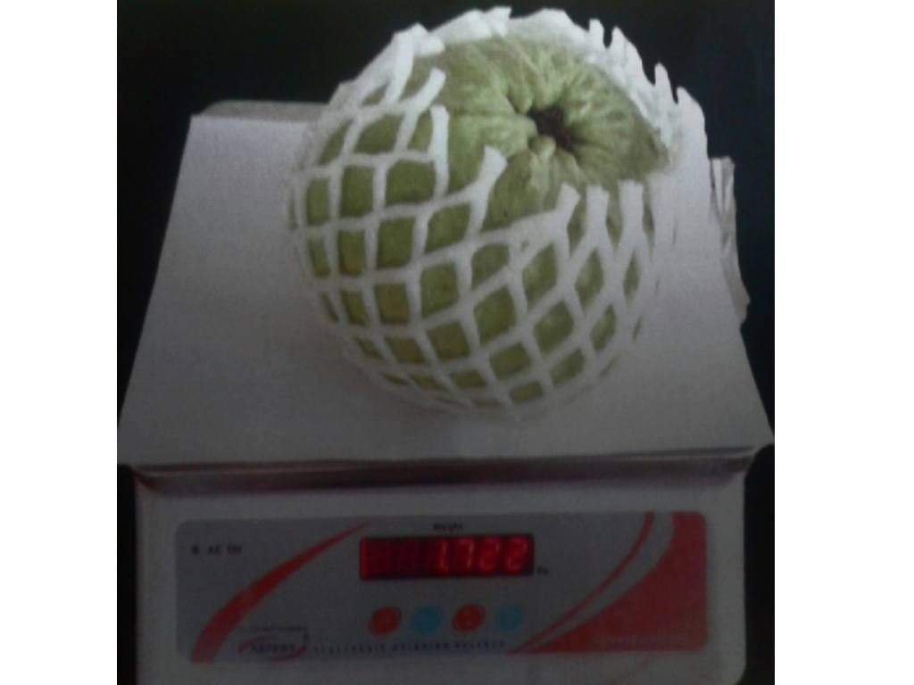 worlds biggest guava