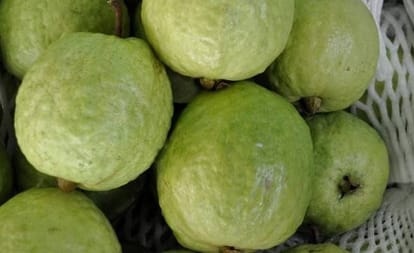 worlds biggest guava