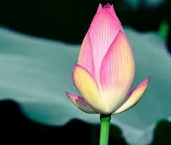laxmi pouja seven benefits of kamal 