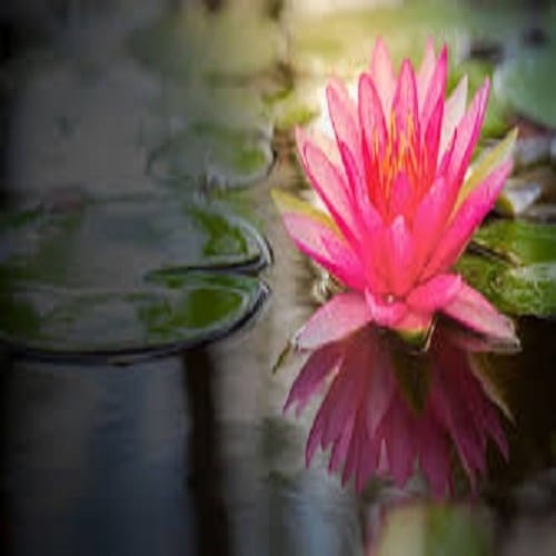 laxmi pouja seven benefits of kamal 
