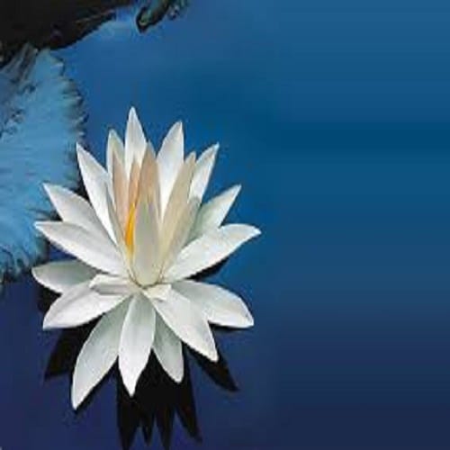 Diwali 2017 why offered lotus flower during goddess lakshmi puja